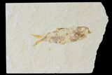Detailed Fossil Fish (Knightia) - Wyoming #120373-1
